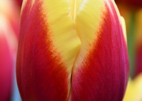 Tulipa Sante ® (3)